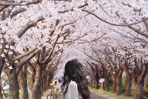 Early Bird Busan & Gyeongju Cherry Blossom Tour