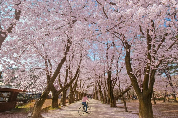 Seoul Nami Island Full-Day Tour with Hidden Gems
