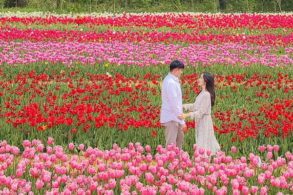 Taean Tulip Festival & Strawberry Picking Day Tour from Seoul