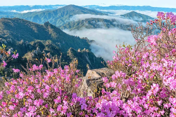 Seorak Mountain Panorama Highlights Day Tour from Seoul