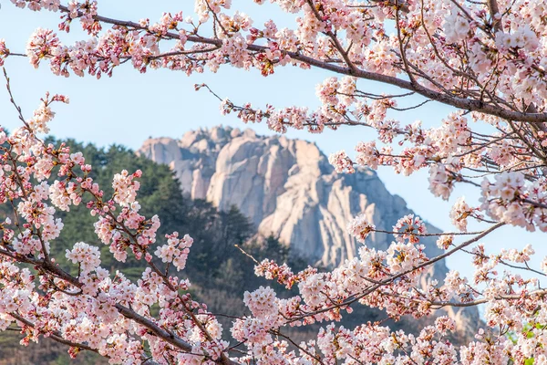 Seoul Seoraksan & Naksansa Temple Full-Day Guided Tour