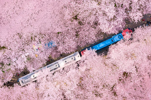 Jinhae Cherry Blossom Festival Day Tour from Seoul & Busan