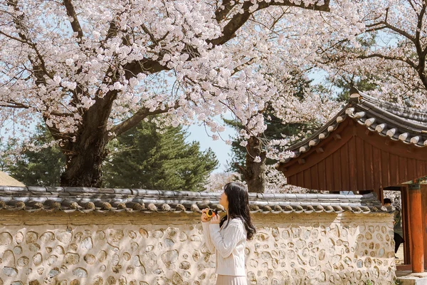 Gyeongju Cherry Blossom One day Tour from Busan