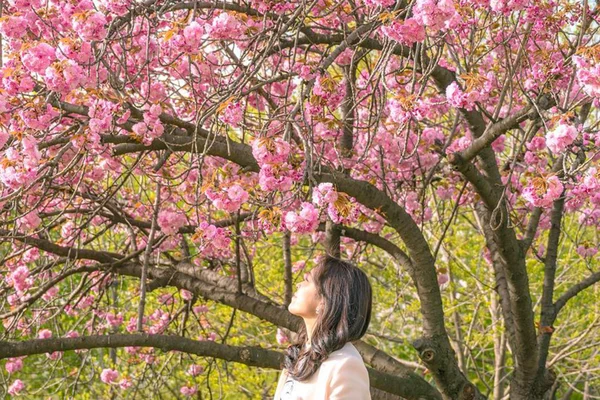 King Cherry Blossoms Day Tour from Seoul