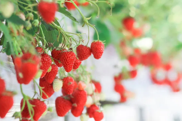 Strawberry Picking/ Nami/ Railbike Day Tour