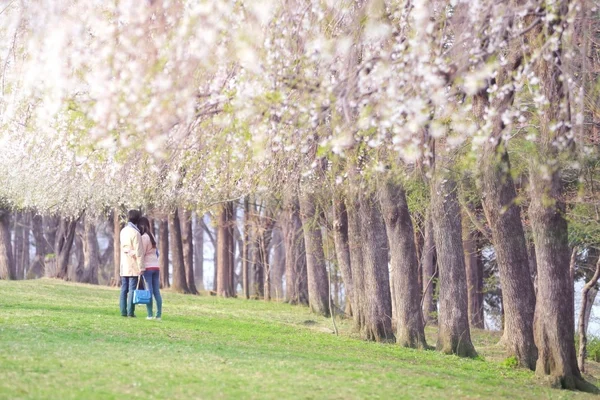 Nami Island Ticket
