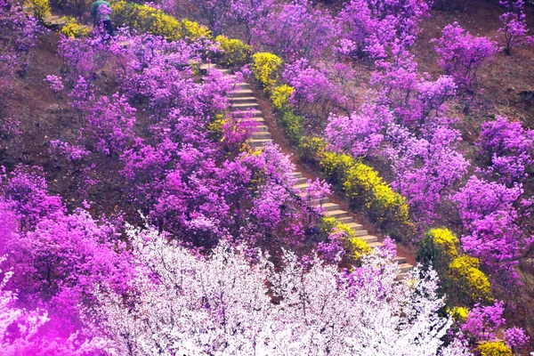 Bucheon Azalea & Cherry Blossom Festival & Gwangmyeong Cave Tour