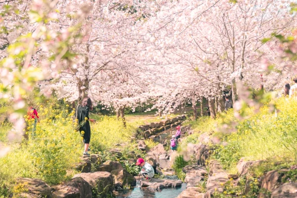 (Hotel Pick-up) Jeju Cherry Blossom Tour - Small Group