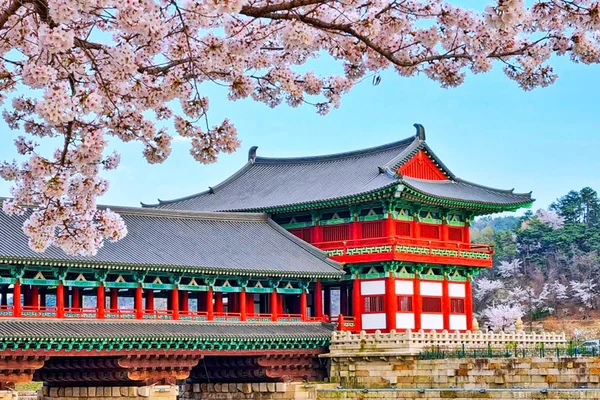Spring Cherry Blossom Journey from Busan to Gyeongju