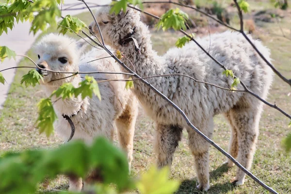 Alpaca & Sheep Ranch Admission Ticket in Gapyeong