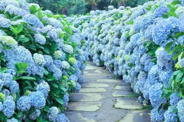 Hotel Pick up / Jeju Scenic South & West Highlights Small Group Tour