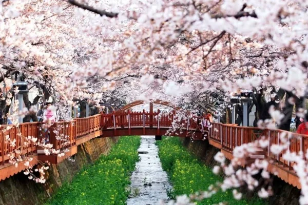 Jinhae Cherry Blossom Tour: Moments You Will Thank Yourself For