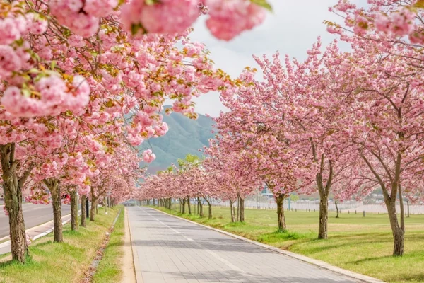 Double Cherry Blossom & Seasonal Landscape Day Tour from Seoul