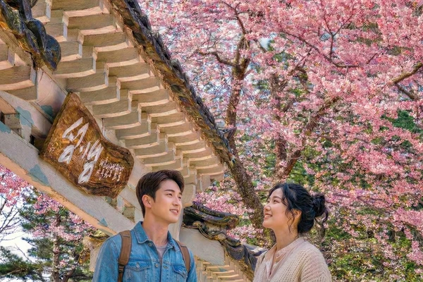 Spring Blossom: Nami, Alpaca, Rail Bike & Morning Calm Tour