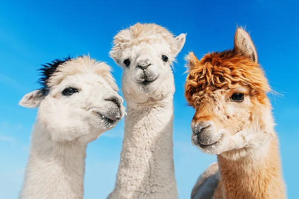 Seoul Private Car Charter to Seoul City / Seoul Suburb / Gangwon-do (Nami Island / Alpaca World / Sokcho)