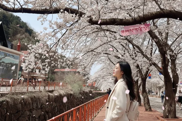 Eden CherryBlossom/ Nami island/ Rail Bike/ Alpaca World 1 Day Tour
