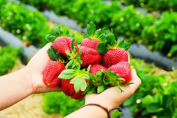 Nami Island/ Railbike / Strawberry Picking Day Tour