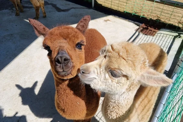Ani-Fore Forest Admission in Pyeongchang: Monorail (Round Trip) + Alpaca Farm + Healing Forest