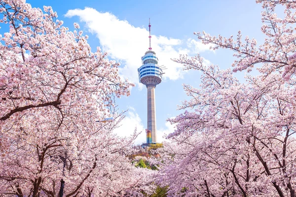 Daegu Day Tour: Palgongsan Cable Car · E-World & 83 Tower Night View