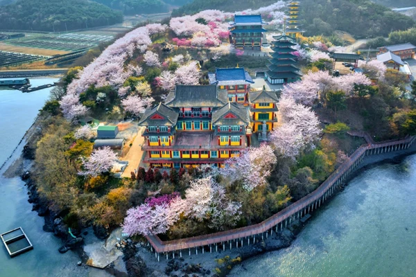 Spring Limited Taean Tulip Festival&Amyeonam Cherry Blossom Day Tour