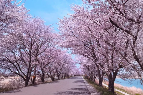 Jeonju Hanok Village & Deokjin Park Spring Blossoms Tour