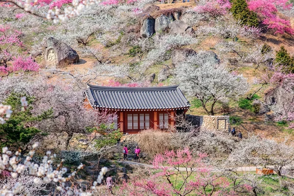 Gwangyang Plum Blossom & Jeonju Hanok Village / Gurye Sansuyu