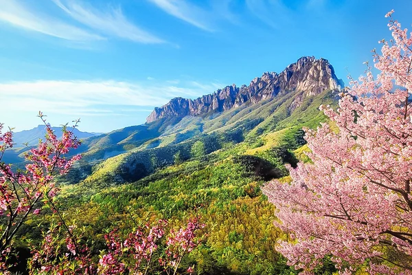 Nami Island & Mt.Seorak & Alpaca Seasonal Tour