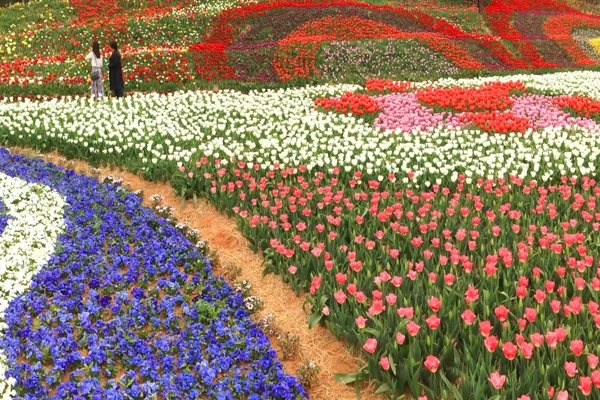 Taean Tulip Festival and Sudeoksa Temple from Seoul