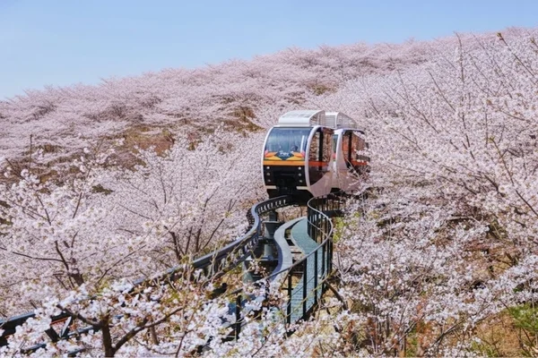 Hwadamsup, Strawberry Picking, Hwaseong Fortress, Jebudo Cable Car