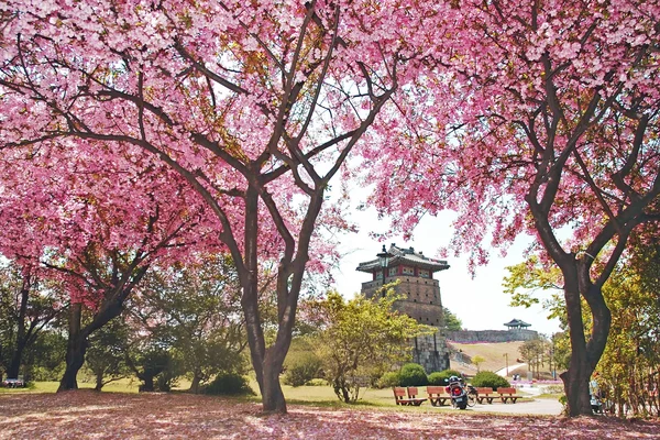Seoul Day Tour: Suwon Hwaseong Fortress & Royal Cherry Blossoms