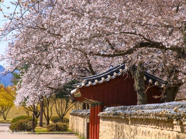 庆州皇理团路 x 佛国寺赏枫秋游（釜山） - Klook客路
