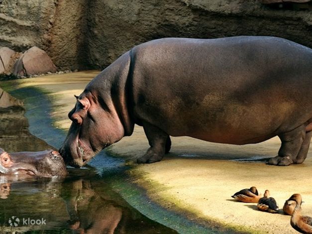 Cologne Zoological Garden ticket - Klook Australia