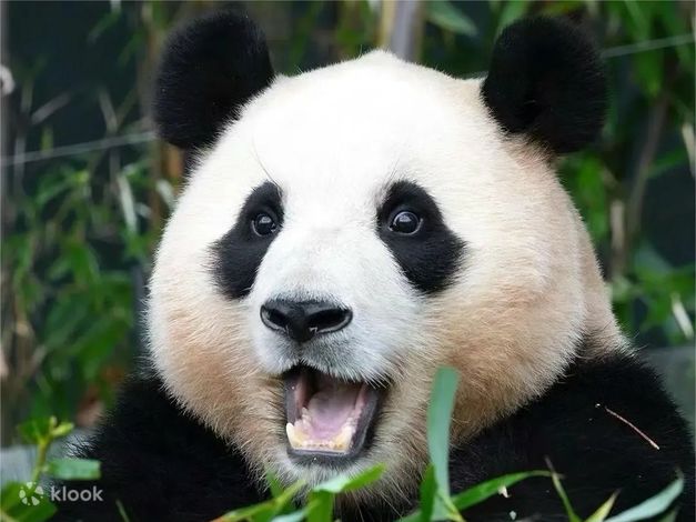 Wolong Shenshuping Giant Panda Base One-Day Tour/Private Tour/Personal ...