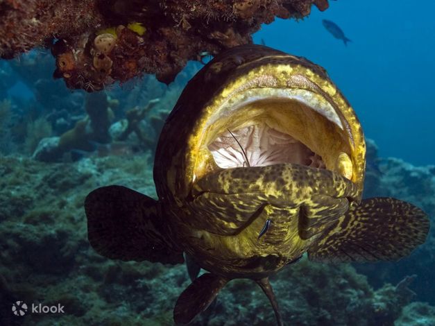 PADI Open Water Diver in Florida with PADI 5 Star IDC Klook India