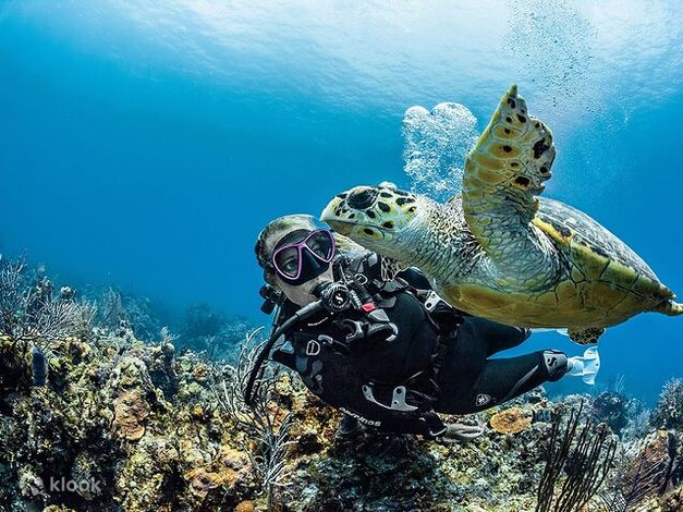 Padi Open Water Certification Scuba Diving Course in Playa del Carmen ...