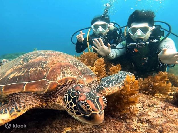 Snorkeling with Turtles
