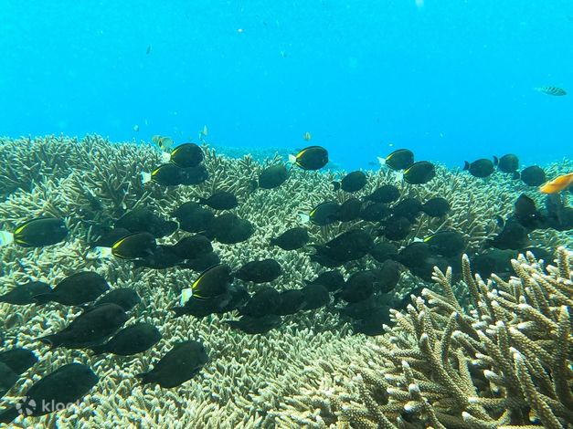 Snorkeling Experience In Sanur Coastal Klook tats Unis