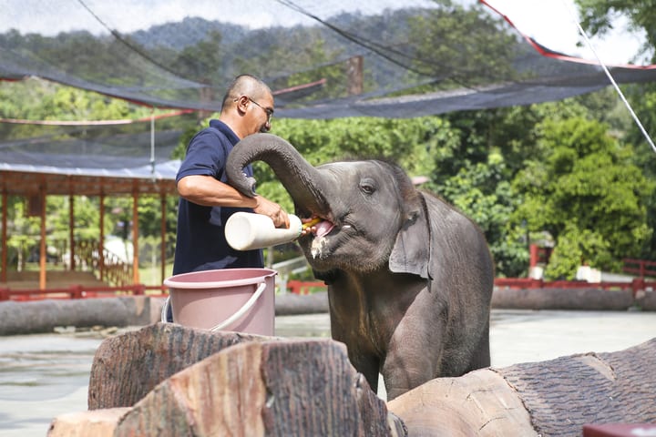 Tur Kuala Gandah Elephant Sanctuary, Deerland Park, dan Pemukiman Aboriginal dari Kuala Lumpur