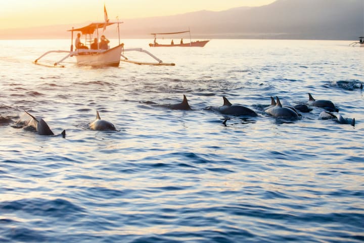 Tour Menyaksikan Lumba-lumba Lovina dan Snorkeling di Bali