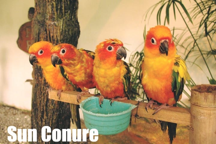 Tiket Masuk KL Bird Park dengan Layanan Transportasi Sekali Jalan
