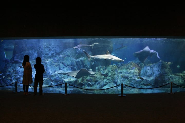 Umitamago Aquarium Ticket in Oita