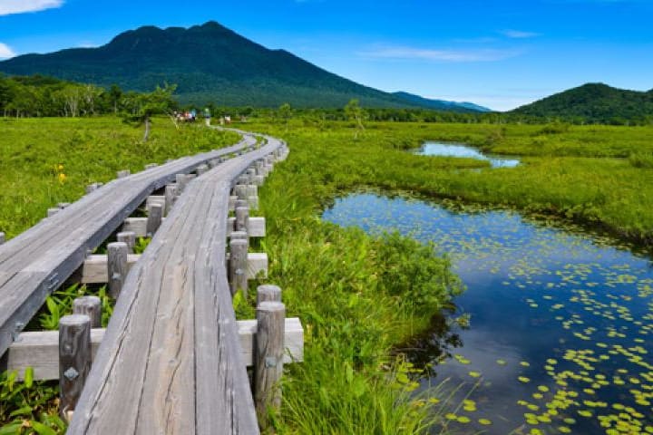 [Evening Departure, Next-Day Return, Departing from Shinjuku] Day Trip Bus Tour to Oze National Park via Hatomachitoge Pass