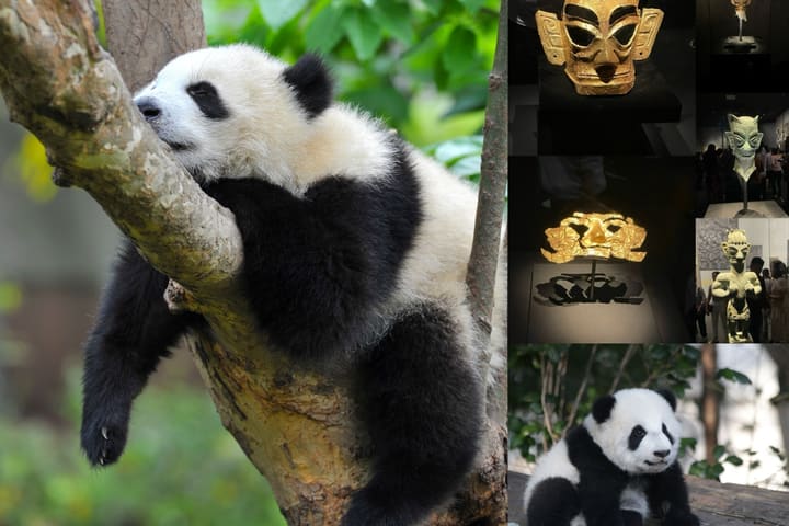 Chengdu Panda Base & Sanxingdui Museum Discovery