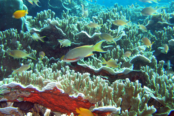 Pescador Island Hopping Private Tour from Cebu, Mandaue, Lapu Lapu, and Mactan Island