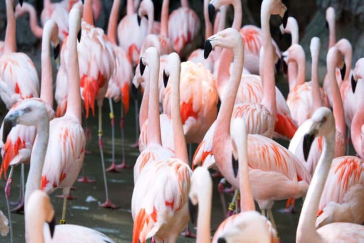 Zoo Atlanta Admission in Georgia