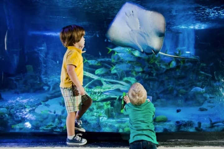 SEA LIFE 葡萄藤水族馆门票