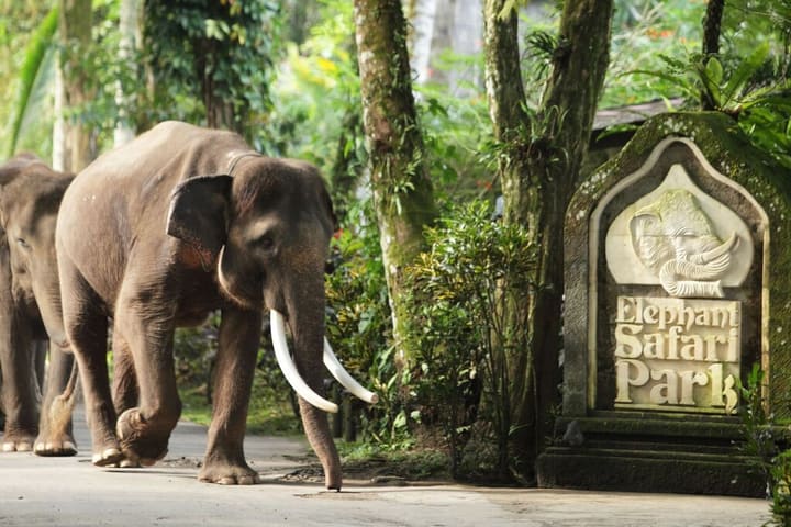 Tiket Masuk Mason Elephant Park di Bali