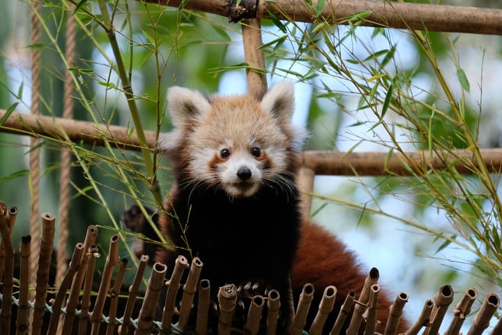 里斯本动物园 (Lisbon Zoo) 门票