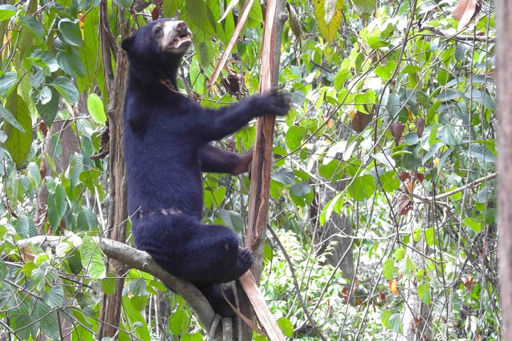 Tur Terpandu Setengah Hari Orangutan & Beruang Madu Sepilok Sandakan
