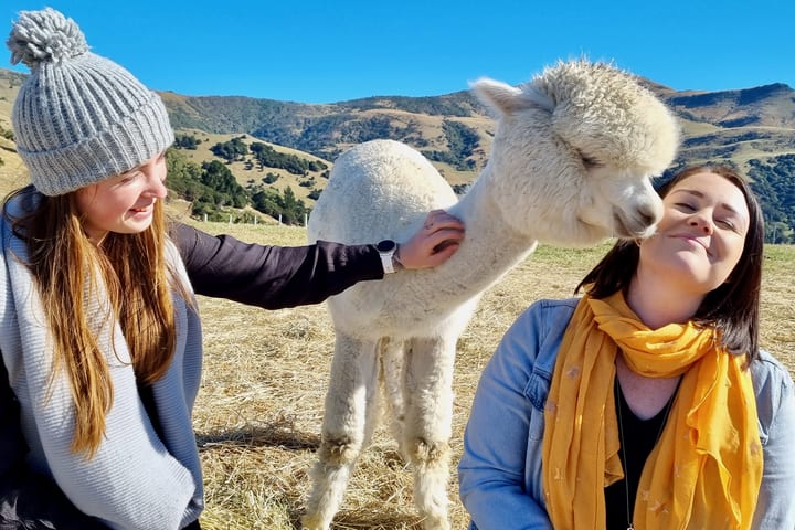 Akaroa Shamarra Alpaca Farm Guided Tour